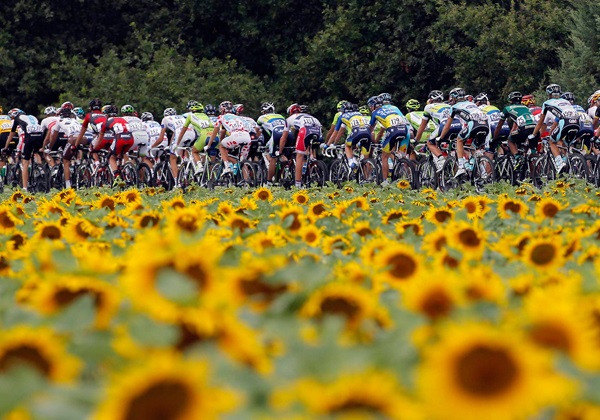 tour-y-girasoles.jpg